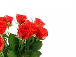 Red Roses