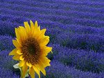 â•°â˜†â•®áƒ¦ â€lavender & sunflowerâ€áƒ¦ â•°â˜†â•®