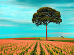 â•°â˜†â•®áƒ¦ â€ tree in the fieldâ€áƒ¦ â•°â˜†â•®