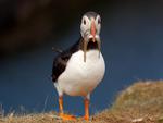 Atlantic-Puffin-with-fish-in-its-beak.