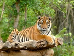 Beautiful Tiger