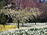 Greenwich_Park_in_bloom.