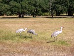 Sandhill Cranes
