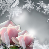 Frost on the Roses
