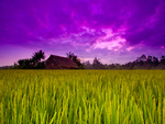 Rural Ubud