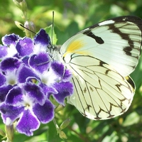 butterfly