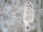 White Owl in Winter