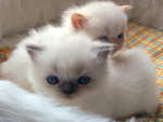 sweet kittens