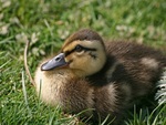 Cute Duckling