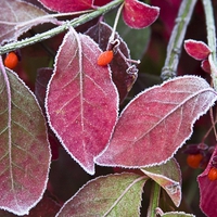 Frosted Leaves II