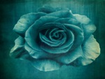 Blue Rose