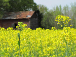 Flowers and Barn