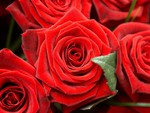 Magic red roses 