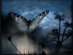 áƒ¦ â€night butterflyâ€áƒ¦