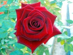 red rose
