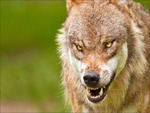 Angry wolf
