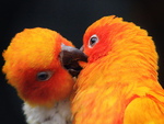 A Parakeet Kiss
