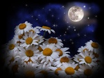 Moonlight Daisies