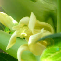 guess which flower it is.....