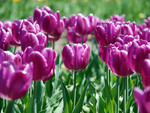 Purple tulips for Saeed