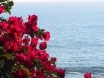 Beach and Flowers