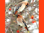 Waxwings