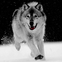 Play in The Snow  for  {Daxe09}