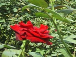 Red rose