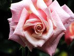 Nice rose