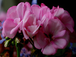 Geraniums