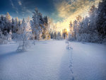 winter landscape