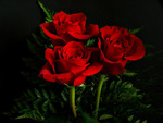 Red Roses For Carol (Applejackqueen)