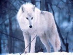 White Wolf
