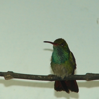 Calm hummingbird
