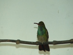 Calm hummingbird