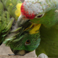 Caring parrots