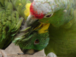 Caring parrots