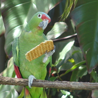 Poly want to cracker