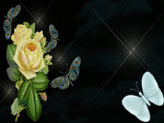 áƒ¦ â€butterfly & rosesâ€áƒ¦