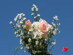 â•°â˜†â•®áƒ¦ â€â„‹â„¯â„“â„“â„´ My Pink Rosesâ€áƒ¦ â•°â˜†â•®