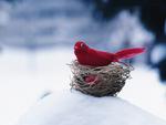 the-red-bird