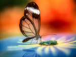 dance_of_butterfly_on_the_glass