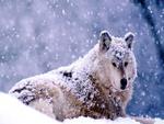 Wolf-in-snow