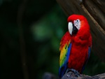 Scarlet Macaw