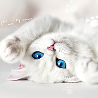 Cute Cat