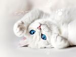 Cute Cat