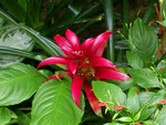red tropical flower