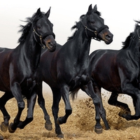 The Coal, the Night and the Darkness