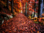 Autumn Path