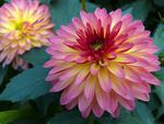Dahlia "Delightful Glow"